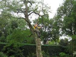 bomen rooien in Duizel